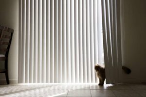 Vertical conservatory blinds with a cat looking out of the window