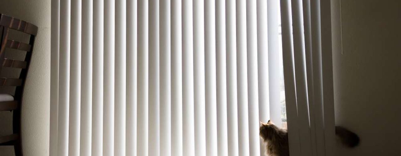 Vertical conservatory blinds with a cat looking out of the window